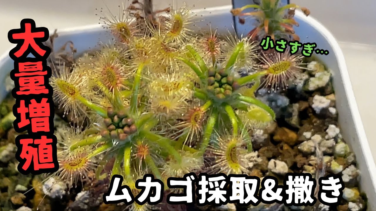 [小さすぎ！]食虫植物ピグミードロセラのムカゴを採って蒔いてみる　モウセンゴケ