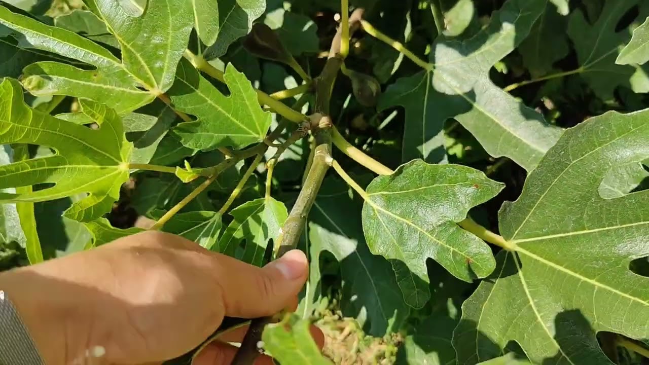 Вереснева прогулянка садом,які плани?🍃