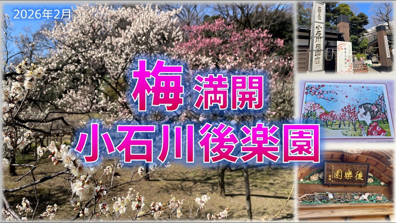 梅満開！都心の名園・小石川後楽園の絶景散歩【2026年見頃】