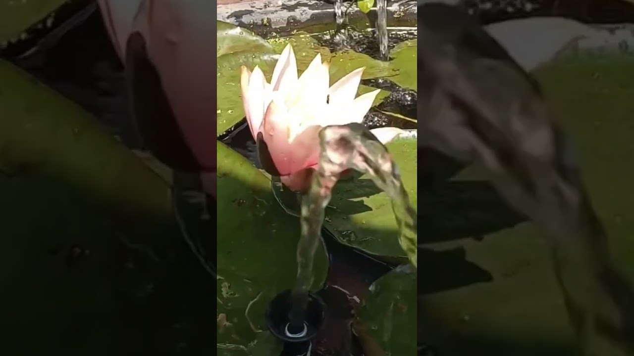 Peach Lotus Flower