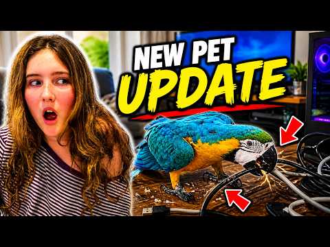 Our New Pet is Destroying Our House! 😱🦜