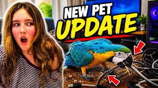 Our New Pet is Destroying Our House! 😱🦜