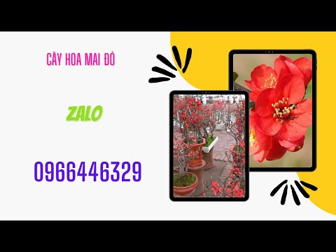 MUA CÂY GIỐNG HOA MAI ĐỎ Ở ĐÂU? CÁCH TRỒNG HOA MAI ĐỎ