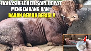 D.K : Cara cepat bikin leher sapi mudah mengembang berisi dan postur badan gemuk subur !!