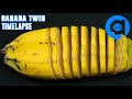 Banana Twin Timelapse - 30 Days