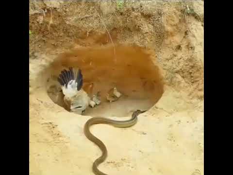tavuk yılan avlıyor yavrularını koruyor