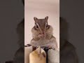 モフモフなリスの毛繕い #shorts
