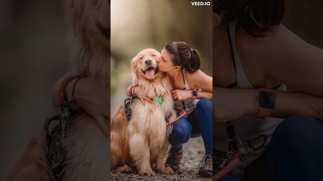 Benefits Of Pedigree Adult Dry Dog Food, Meat & Rice Flavour 😋 | 