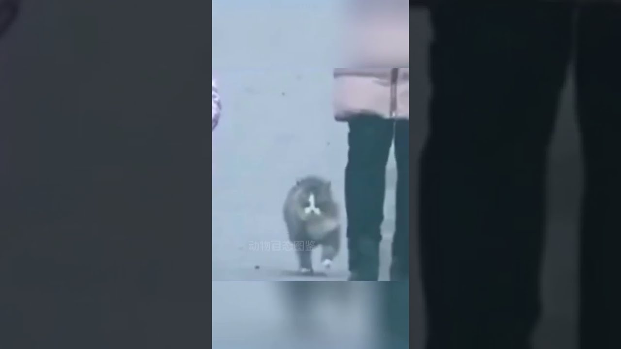 Cat show his Skill | PETS HEART - Lovely Cat