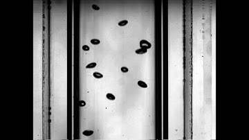 The video of upward turbulent bubbly pipe flow