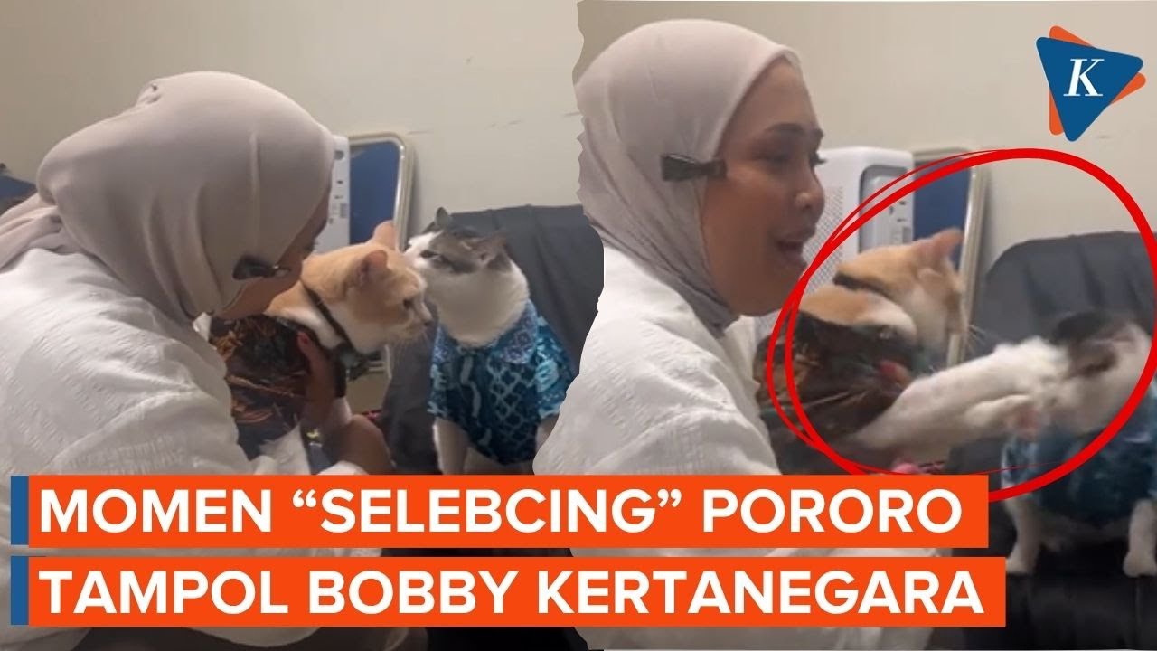 Viral Video Pororo "Tampol" Kucing Prabowo, Bobby Kertanegara