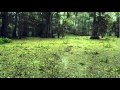 SOLA: LOUISIANA WATER STORIES (Bullfrog Films clip)