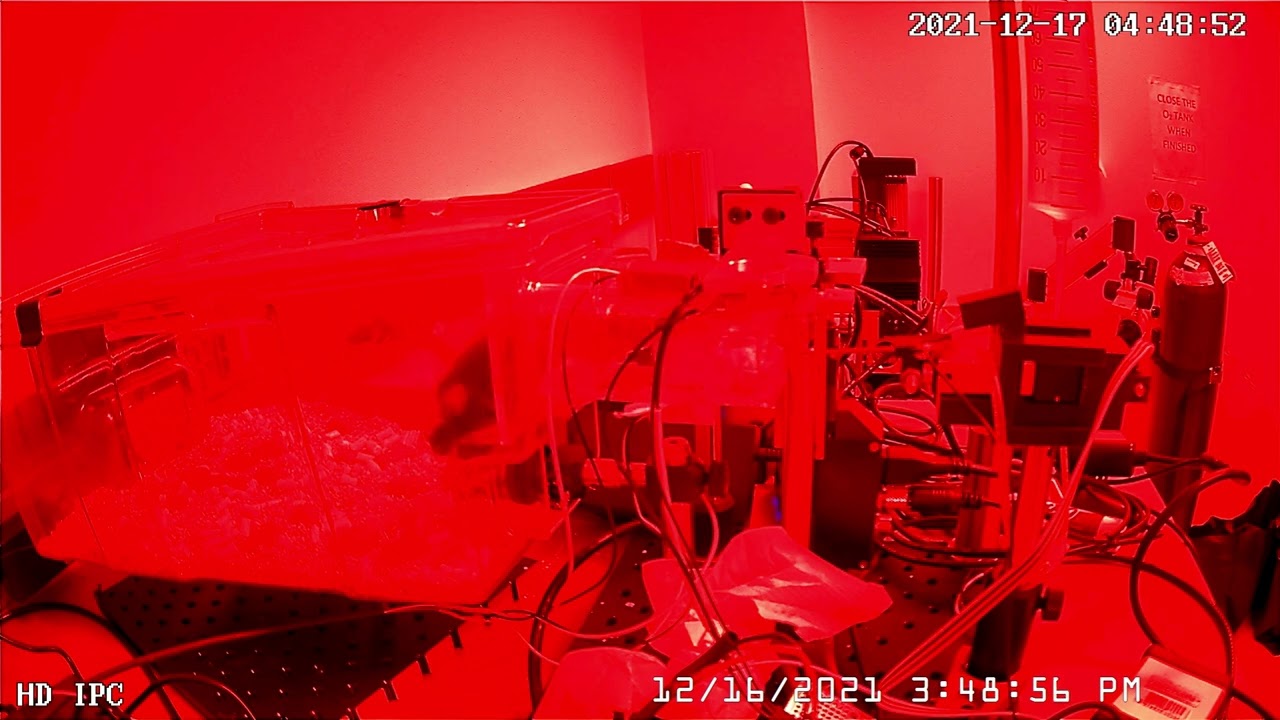 Homecage HeadFix Design Video Example