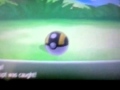 Shiny camerupt 3 in 1 day