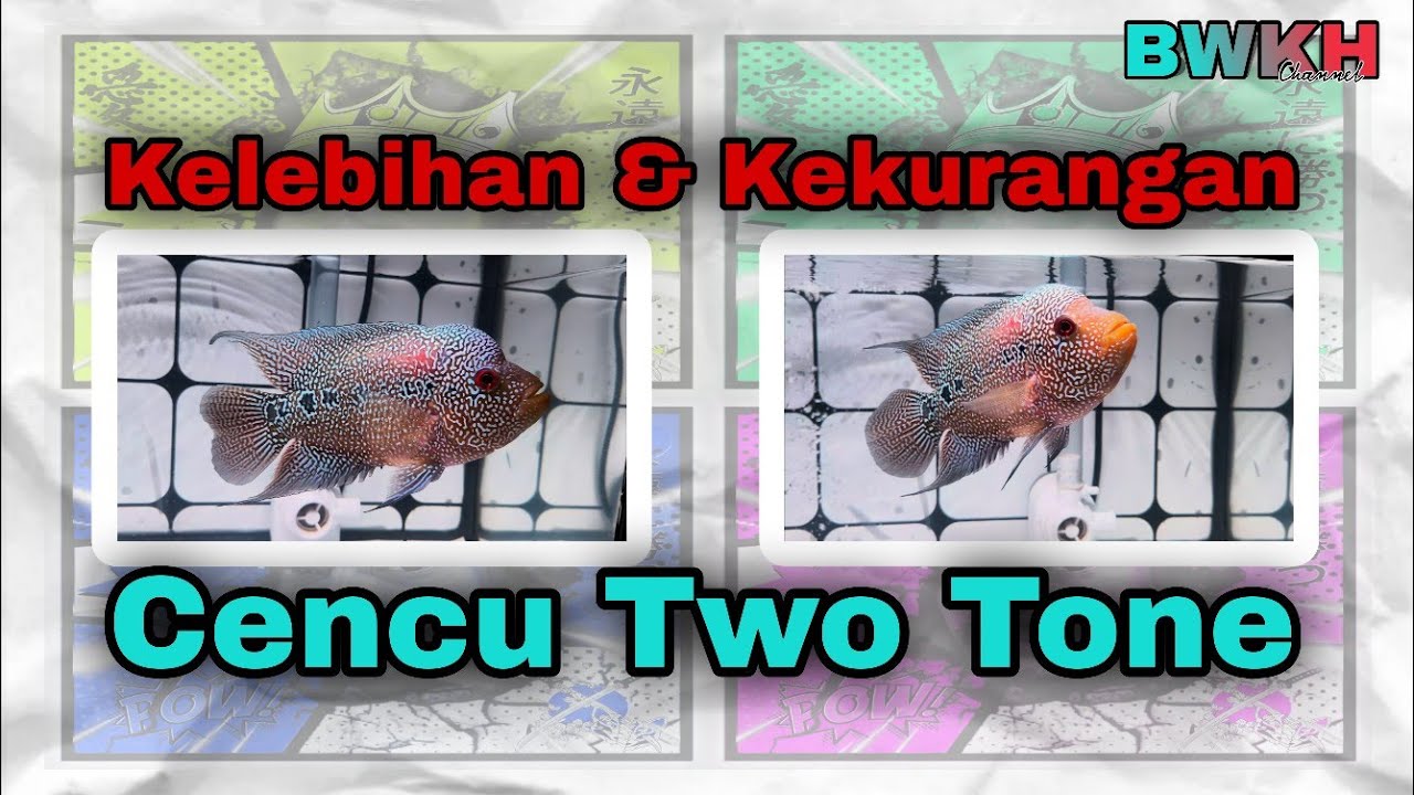 Kelebihan & kekurangan yang di miliki || Cencu two tone 