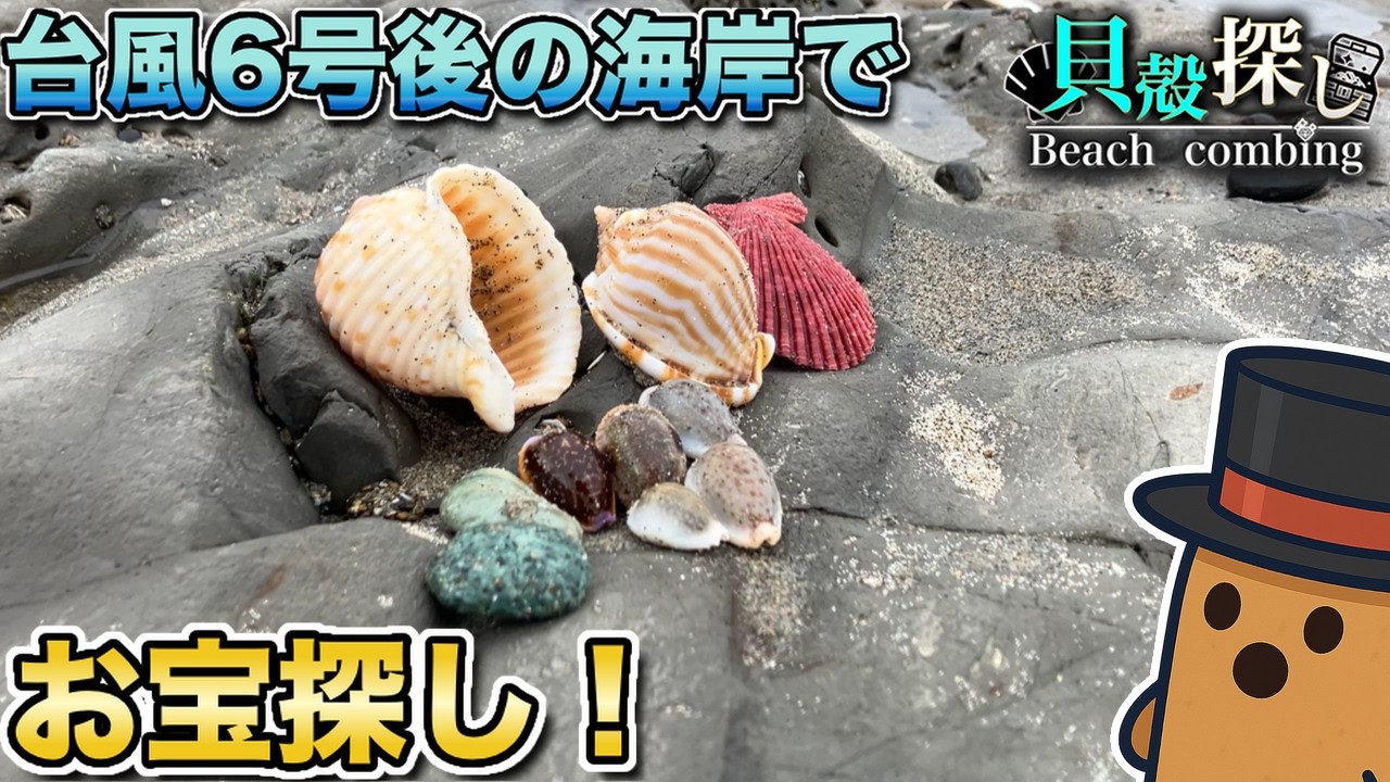 Lots of Beautiful Shells!] Treasure Hunting Beachcombing Right
