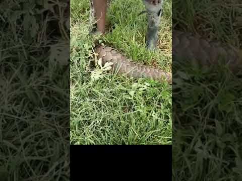 Kakakuona Anamaanisha Nini Kwenye Jamii Yako Pangolin In Tanzania 