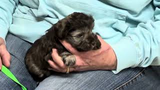 Winnie's Toy Size Schnauzers April 4, 2024 by WindyHillKennelcg 394 views 12 days ago 12 minutes, 22 seconds