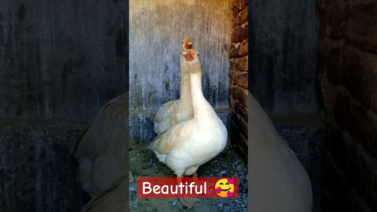 Adorable Geese in Their Happy Cage Haven" 