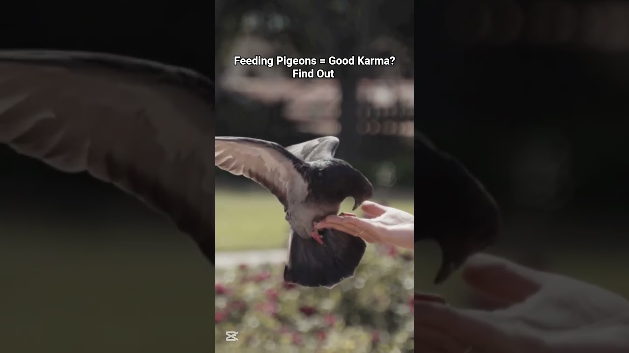 Sacred Birds of Nepal: Cultural Facts About Pigeons