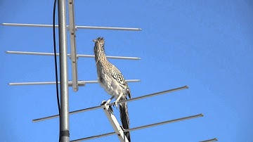Roadrunner Mating Call
