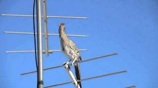 Roadrunner Mating Call