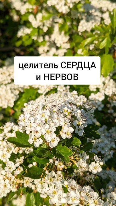 Боярышник - целитель Сердца и нервов номер один #травы # ...