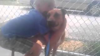 Sierra URGENT FEMALE DOG at Lake County Animal Services in Tavares, FL by FriendsofMisfit 5 views 9 years ago 31 seconds