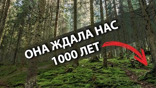 Вы не поверите что мы нашли в лесу!