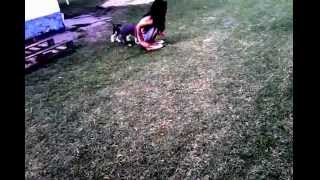 Cachorros American Staffordshire Terrier, Amstaff Puppies