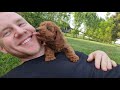 puppy.mov