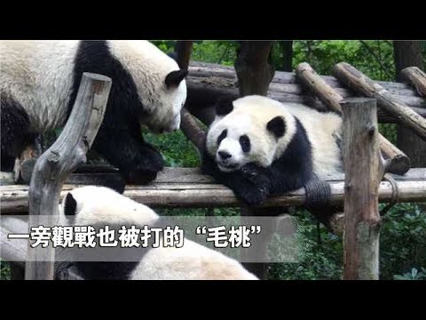 《熊貓早晚安》就算在一旁觀戰也沒能擺脫被打命運的“毛桃” | iPanda