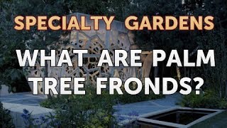 What Are Palm Tree Fronds?