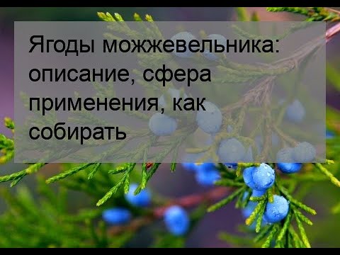 Ягоды можжевельника: описание, сфера применения, как собирать