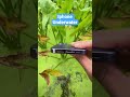 Underwater photography 😱|iphone 14 promax #youtubeshorts #underwater #iphone