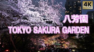 夜桜ライトアップ！無料の庭園 八芳園｢TOKYO SAKURA GARDEN｣白金台 Tokyo,HAPPO-EN Garden Cherry blossoms in full bloom