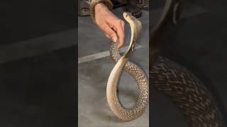 Unbelievable Cobra Rescue Small Special Fans Meet.