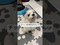 チッコして?って言ったらすぐするよ🐶#shorts #可愛い犬 #マルチーズ