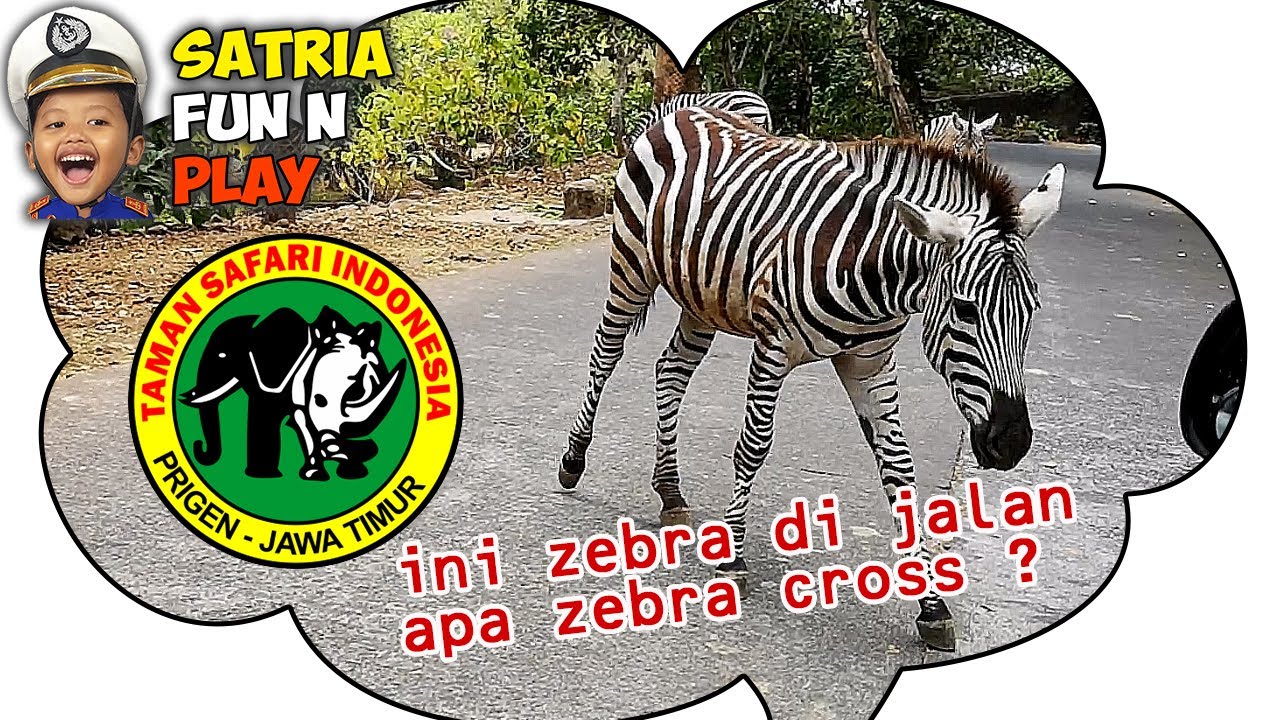 Beri Makan Binatang di Taman Safari Prigen - Bermain dan Belajar Satria ...