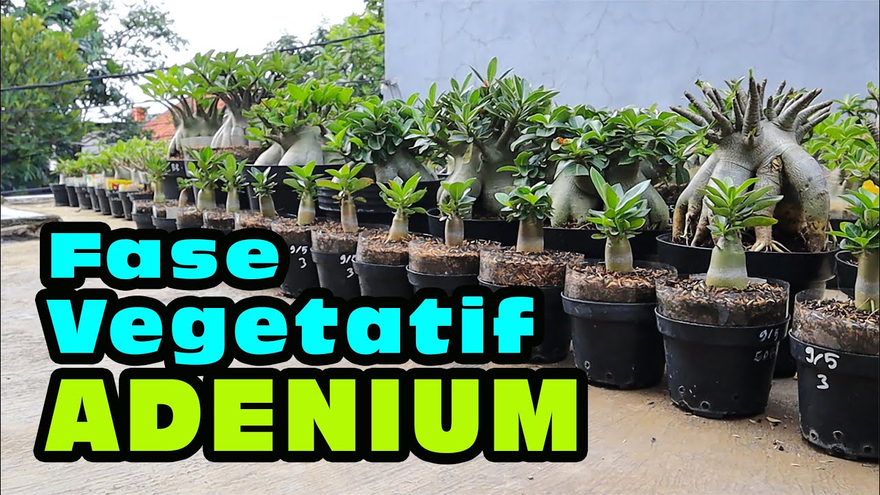 How to Take Care of Adenium Plants in the Vegetative Phase. Seedling