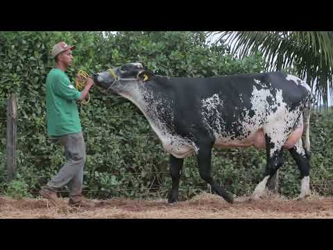 LOTE 13 MOEMA DOBBY F CONGONHAS 6778 CO
