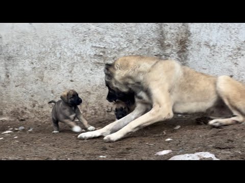 THE PUPPIES WE BROUGHT FROM KAYSERİ TESTED BOZO'S PATIENCE~THESE PUPPIES WILL BE LEGENDARY