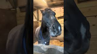 Stable Closed Up Snug And Warm For The Freeze