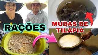 COMO PREPARAR RAÇÕES CASEIRA PRA TILÁPIA | mudas de tilápia rosa | canal da Pathy na roça