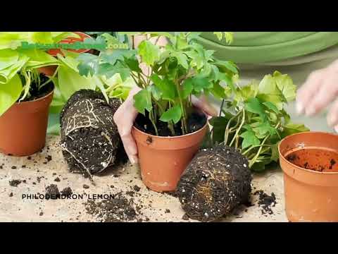 וִידֵאוֹ: טיפול בשורשי קולבר: למד כיצד לגדל צמחי שורש של קולבר