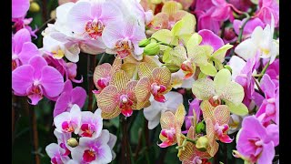 Спасение орхидей от цветения