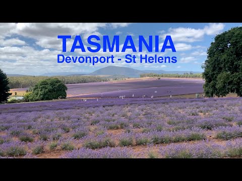 Wideo: Jak Brytyjczycy Eksterminowali Tubylców Tasmanii - Alternatywny Widok