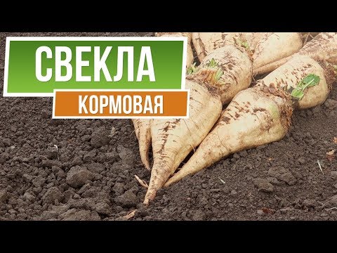 Полезные свойства Кормовой свёклы ✔️  Чем отличается кормовая свекла