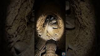 😱 POV You Follow the Desert Rock Lizard… and Discover a Hidden Secret#shorts#shortsvideo#shortsviral