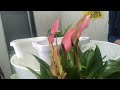 上からアンスリウムの寄せ植え